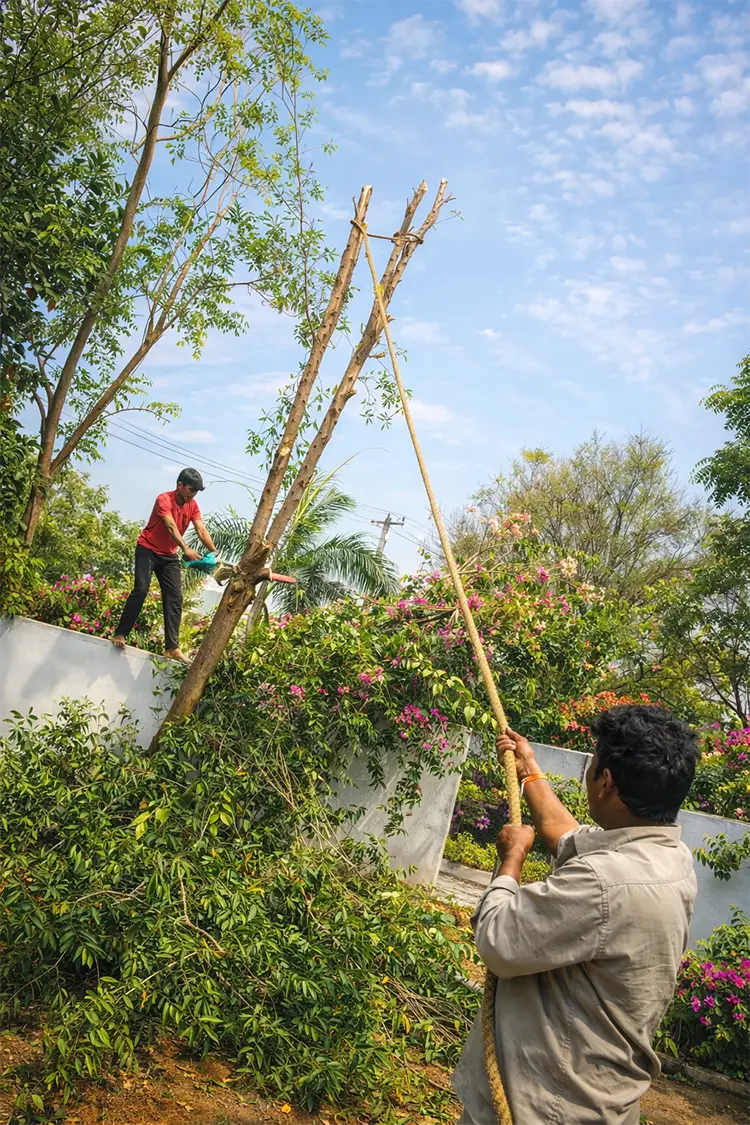 tree removal services hyderabad